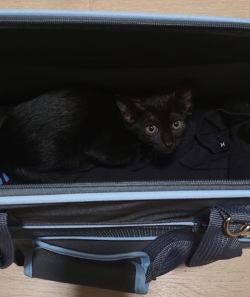 Adoptamos a Vivi